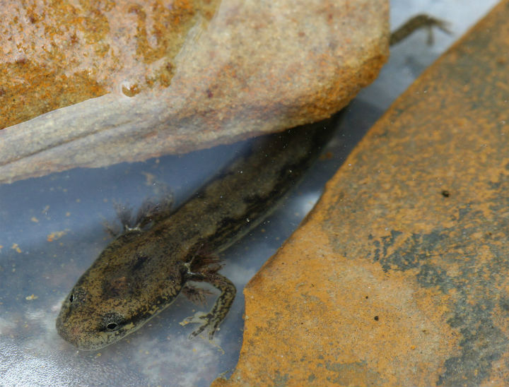 Two-lined Salamander